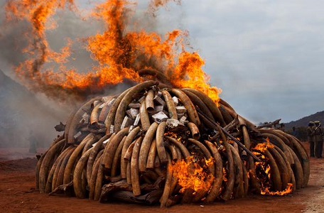 20150304 kenya ivory burnt